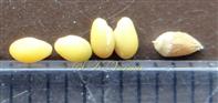  Seeds